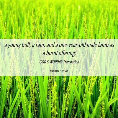 Picture 06 - Numbers 7:27 GW - a young bull, a ram, and a one-year-old male lamb - Bible Verse Picture