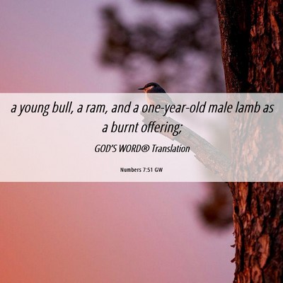 Picture 06 - Numbers 7:51 GW - a young bull, a ram, and a one-year-old male lamb - Bible Verse Picture