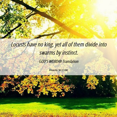Picture 06 - Proverbs 30:27 GW - Locusts have no king, yet all of them divide into - Bible Verse Picture