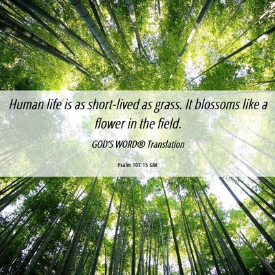 Picture 06 - Psalm 103:15 GW - Human life is as short-lived as grass. It - Bible Verse Picture