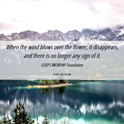Picture 06 - Psalm 103:16 GW - When the wind blows over the flower, it - Bible Verse Picture