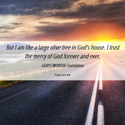 Picture 06 - Psalm 52:8 GW - But I am like a large olive tree in God’s - Bible Verse Picture