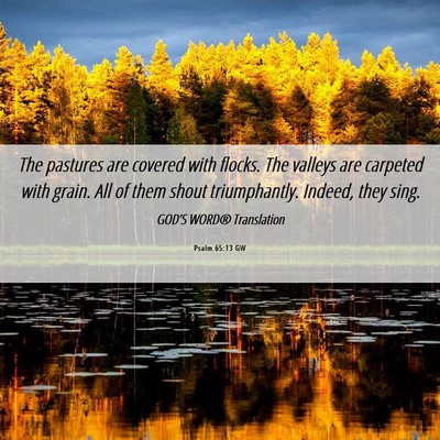 Picture 06 - Psalm 65:13 GW - The pastures are covered with flocks. The valleys - Bible Verse Picture