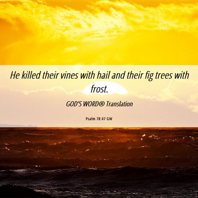 Picture 06 - Psalm 78:47 GW - He killed their vines with hail and their fig - Bible Verse Picture