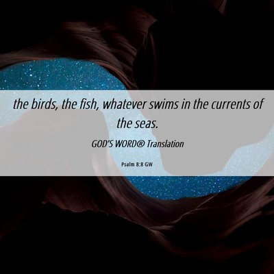 Picture 06 - Psalm 8:8 GW - the birds, the fish, whatever swims in the - Bible Verse Picture