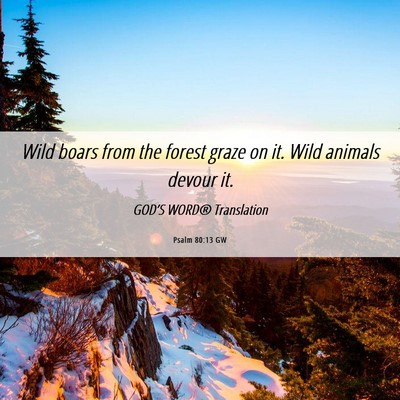Picture 06 - Psalm 80:13 GW - Wild boars from the forest graze on it. Wild - Bible Verse Picture