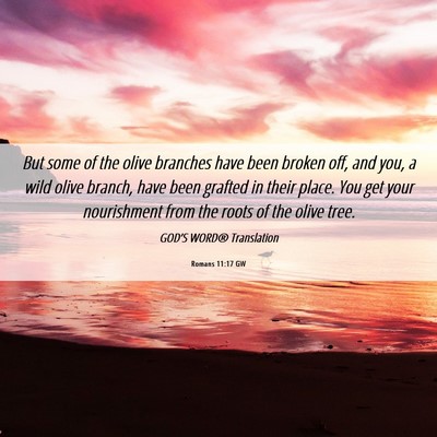 Picture 06 - Romans 11:17 GW - But some of the olive branches have been broken - Bible Verse Picture