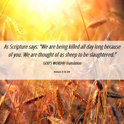 Picture 06 - Romans 8:36 GW - As Scripture says: “We are being killed all day - Bible Verse Picture