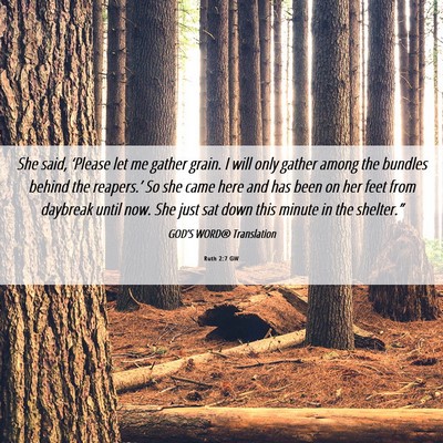 Picture 06 - Ruth 2:7 GW - She said, ‘Please let me gather grain. I will - Bible Verse Picture
