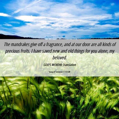 Picture 06 - Song of Solomon 7:13 GW - The mandrakes give off a fragrance, and at our - Bible Verse Picture