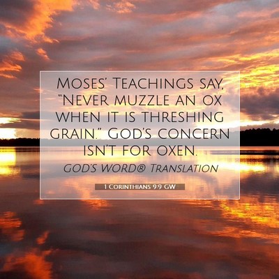 Picture 07 - 1 Corinthians 9:9 GW - Moses’ Teachings say, “Never muzzle an ox - Bible Verse Picture