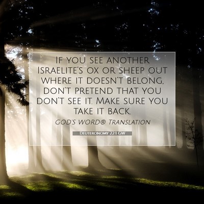 Picture 07 - Deuteronomy 22:1 GW - If you see another Israelite’s ox or sheep out - Bible Verse Picture