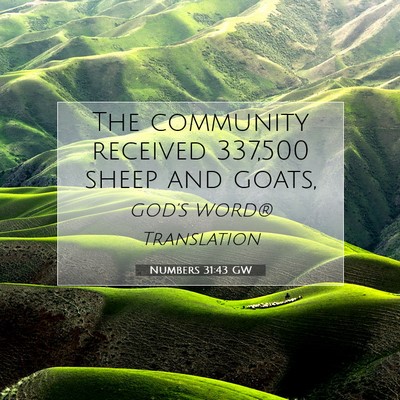 Picture 07 - Numbers 31:43 GW - The community received 337,500 sheep and - Bible Verse Picture
