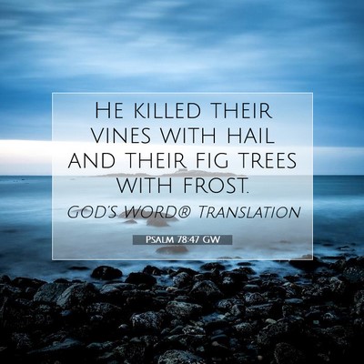 Picture 07 - Psalm 78:47 GW - He killed their vines with hail and their fig - Bible Verse Picture